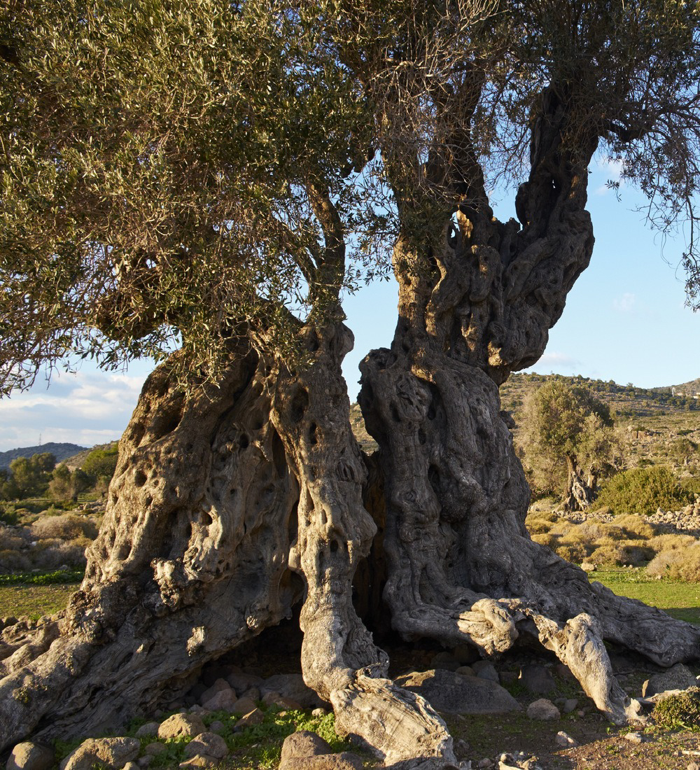 4cardinalpoints.com - Travel - Greece - Aegina